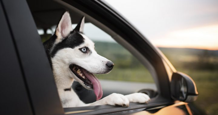 Собака в машине смотрит в окно
