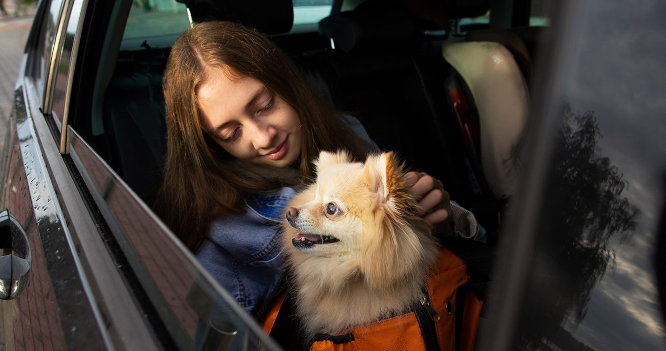 70% автомобилистов перевозят домашних животных, не заботясь о безопасности